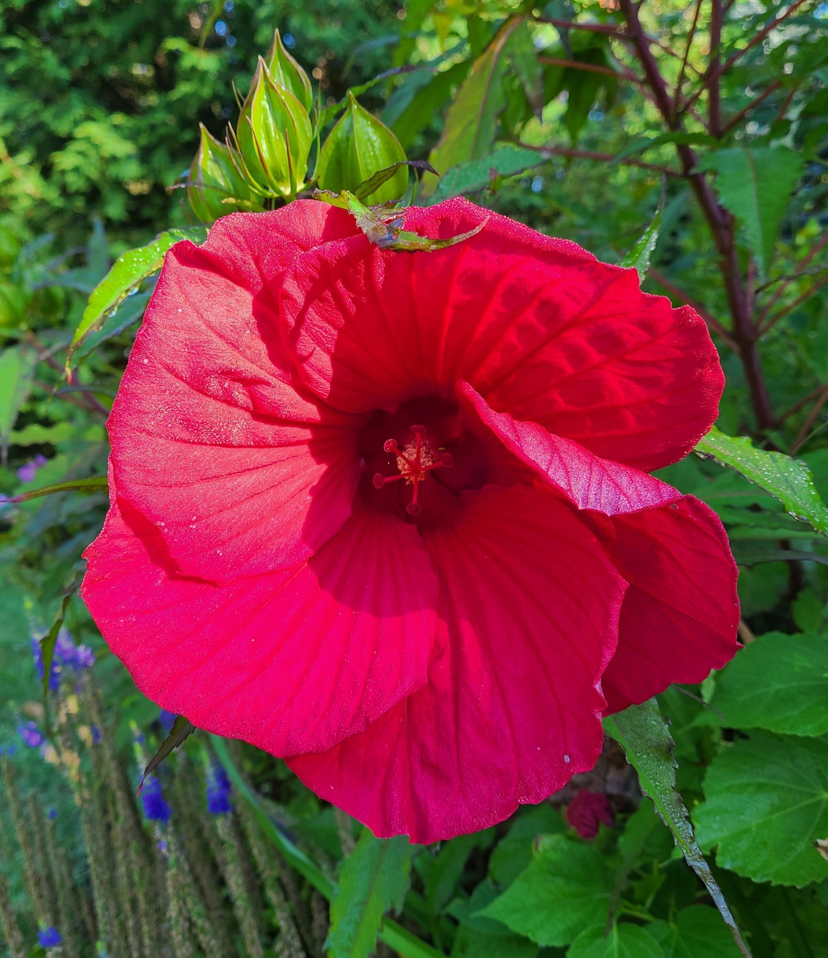 Beautiful garden with winding path and lush foliage