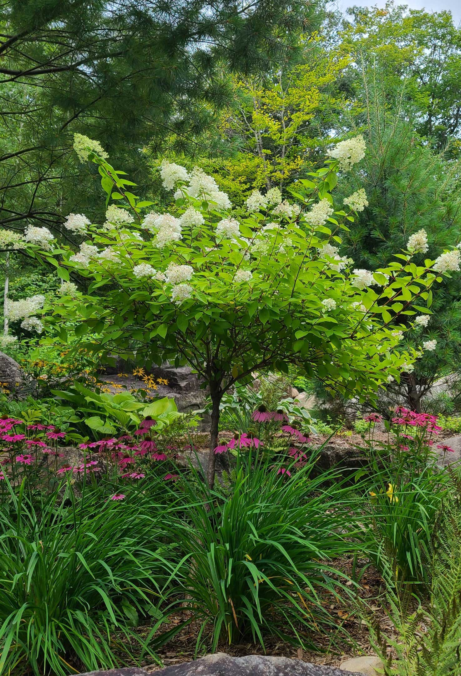 Beautiful garden with white flowers